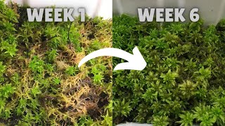 How to Grow & Multiply Live Sphagnum Moss