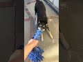 Walter loves tug toys!