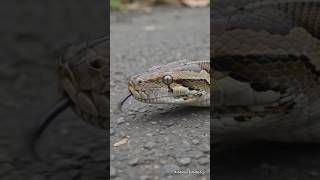 🐍Python Snake on Indonesia Road #python #snake #viral #share #shorts