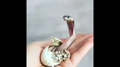 Рождение кобры