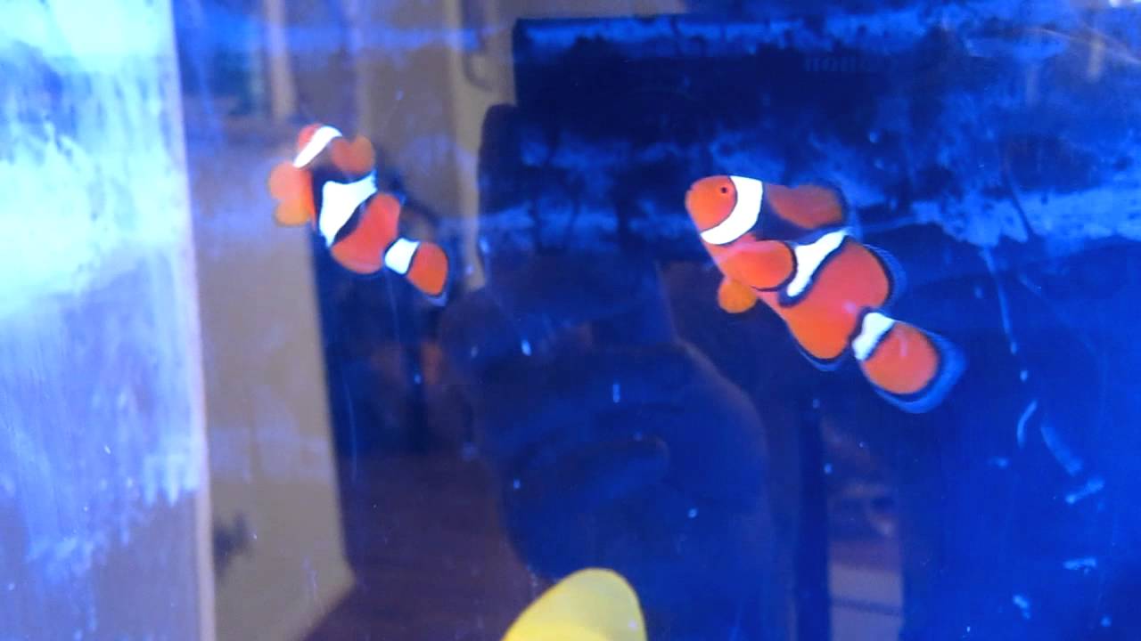 Wild True Percula Clownfish Pair
