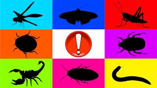 Insect: Tortoise Beetle, Hermit Crab, Millipede, Moth, Dragon Fly, Cockroach, Grasshopper, Scorpions
