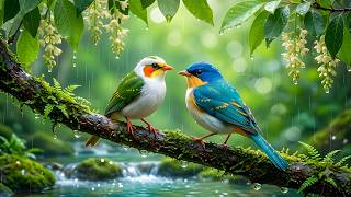 Rainy Forest Birdsong 🌧️ Tranquil Nature Sounds for Stress Relief, Focus & Peaceful Sleep