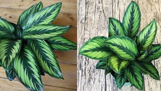 How to make Calathea Plant from Plastic Bag | Flower Crafts Ideas