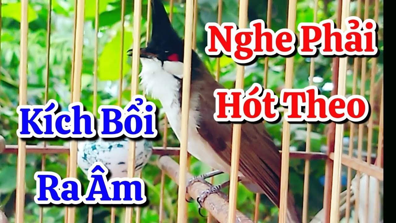 chào mào hót sáng kích bổi - luyện giọng hay ép bổi sổ bọng và căng lửa - chào mào hót đấu