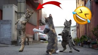 FUNNY CAT MEMES COMPILATION OF 2022 Part 57 | Funny Cat Memes Try Not To Laugh Clean 2022 by Animal Society 6 views 1 year ago 2 minutes, 35 seconds