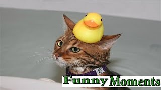 Cats and Dogs Just Don't Want to Bath 2015 [NEW HD] by Funny Moments 117,009 views 8 years ago 8 minutes, 25 seconds