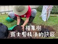 種果樹+賓士剪枝法技巧大公開《超詳細》