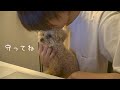【不可解な事が多発】飼い主を守る神経質なトイプードル