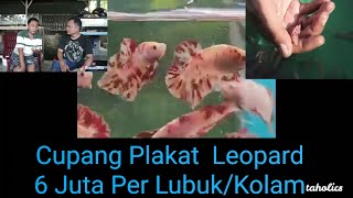 Bongkar Rahasia Farm Full Plakat Leopard Sesepuh Cupang Hias Medan, Budi Irsyan