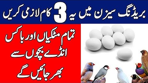 How to Breed Lovebirds | How To Breed Java Sparrow | Breeding Tips | Mini Zoo
