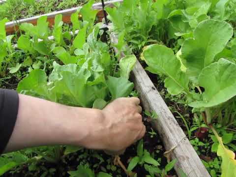 Редис Красный великан 3 июня Калининград Редис Красный великан 3 июня Калининград