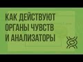 Как действуют органы чувств и анализаторы. Видеоурок по биологии 8 класс