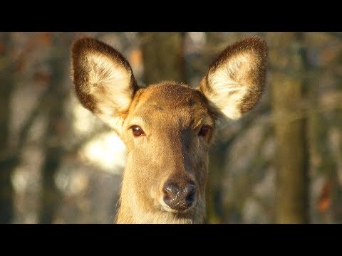 Video: Je běloocasý jelen ohrožený?