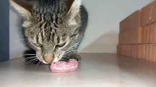 CAT BARSIK   eats