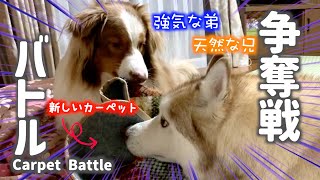 [Sibling Dogs Battle] Carpet Showdown! Who Will Win? Husky vs Australian Shepherd