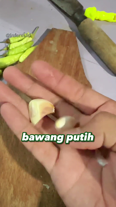 Cara usir cicak tanpa harus menyentuh. Harus dibunuh gak ?