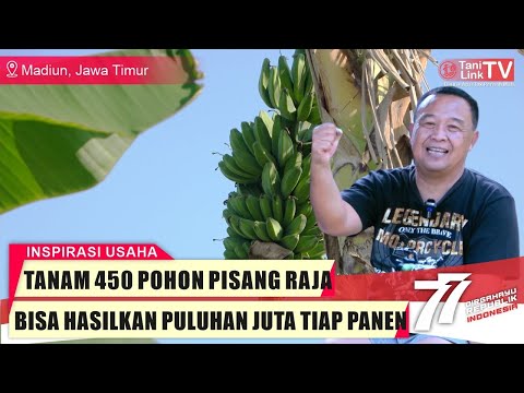 Video: Menanam pisang di rumah: arahan dan cadangan