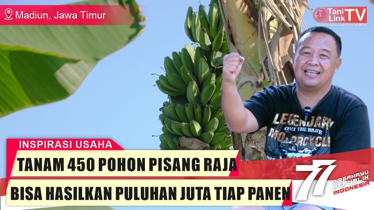 Potensi Usaha Budidaya Pisang Raja di Pedesaan