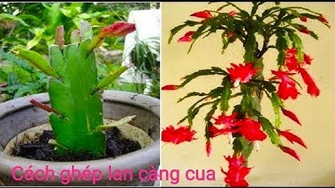 cách ghép hoa tiểu quỳnh ( càng cua ) trên cây thanh long đơn giản