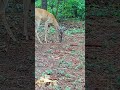 A buck in the woods #deer #trailcamactivity #wildlife