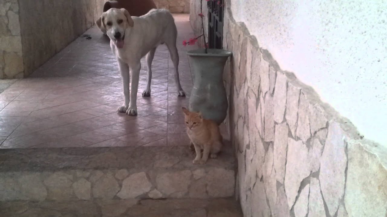 Cani e gatti coraggiosi