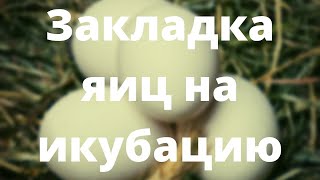 Правильная закладка яиц в инкубатор!