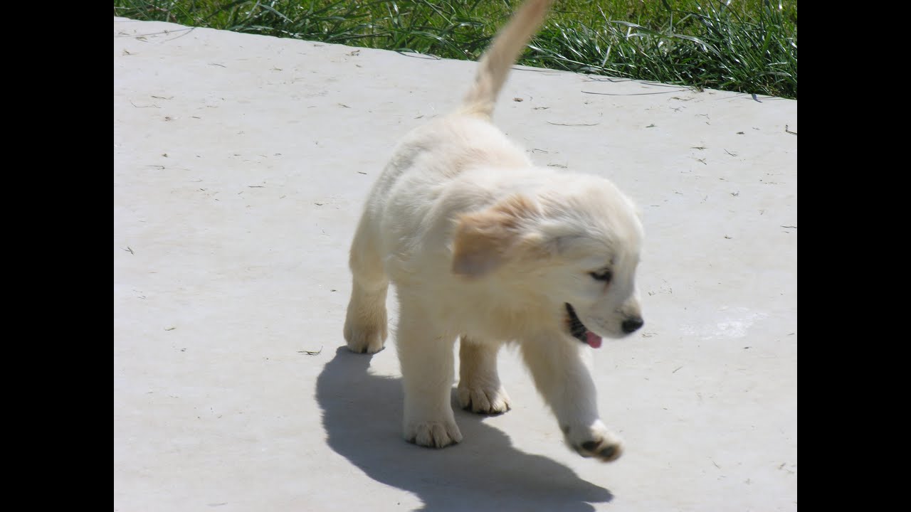 Pui Golden Retriever Varsta Doua Luni Youtube