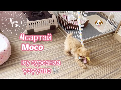 Видео: Нохой яагаад хэлээ гаргадаг юм бэ?