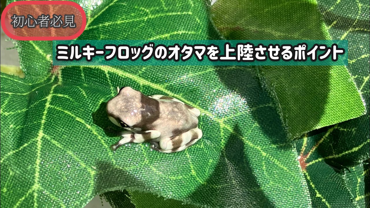 YouTube YouTube