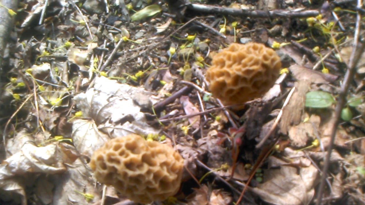 little cluster of Morels YouTube
