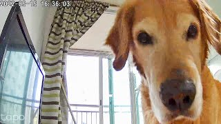 Try to talk to my pets over the home security camera (Twist at the end)