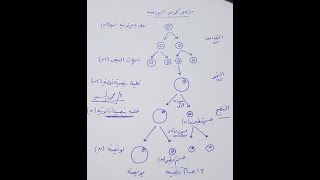 تكوين البويضات فى الإنسان