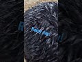 #bluemonday Rainy day... #Friesian #Horses #followtheherd