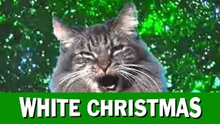 Jingle Cats White Christmas