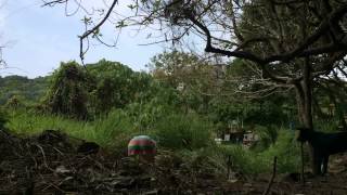 Garden Transformation Time Laps 3