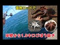 【タコ釣り】ついにキロアップ❗️雷魚ロッドぶち曲がりからのごぼう抜き。