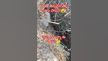 ఎంతో అరుదైన తెల్ల నాగు పాము 😮#ownvoice #vlog #trending #viralvideo #shorts #snake #vlog #information