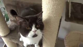 T&S kattenhotel : 2 katten (Kenzo (Brits korthaar) en Duke (xBrits korthaar))