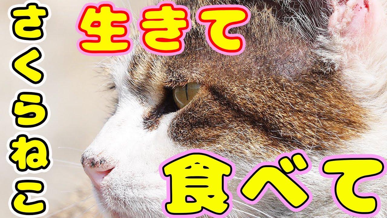 空腹で必死に食べて生き抜くさくらねこ - YouTube