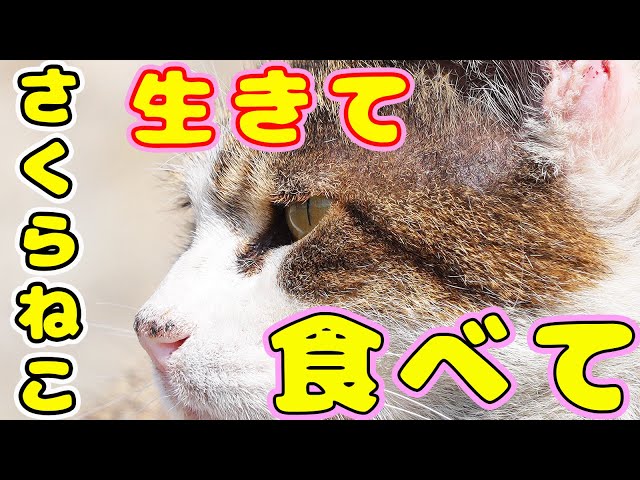 空腹で必死に食べて生き抜くさくらねこ - YouTube