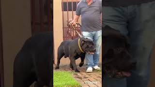 Big Dog #monster #rottweiler #dog