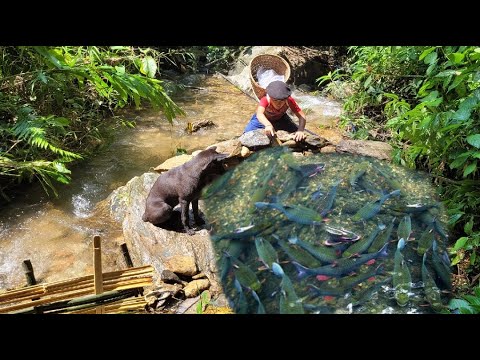 Fish trap, Phu used bamboo and rocks to block the stream to trap fish ...