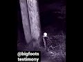 Encounter with a possible Wendigo #wendigo #bigfoot #rake