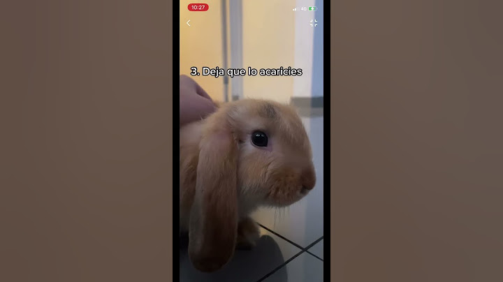 ¿Cómo saber si tú 🐰 te ama? #bunny #bunnyrabbit #rabbit #petbunny #pet #rabbitlifestyle #petrabbit