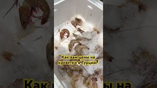 Новые цены на морепродукты в Турции #морепродуктывтурции #ценывтурции #отдыхвтурции