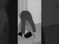 Did the Smart Lights just STOP a possession? Watch her body fold #Glitch #Cat #SmartHome