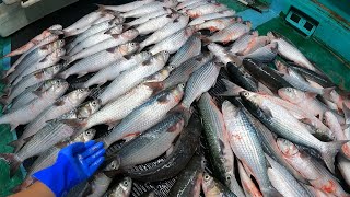 臭いと言われる魚が大量に獲れた...売値はいくらになるのか？