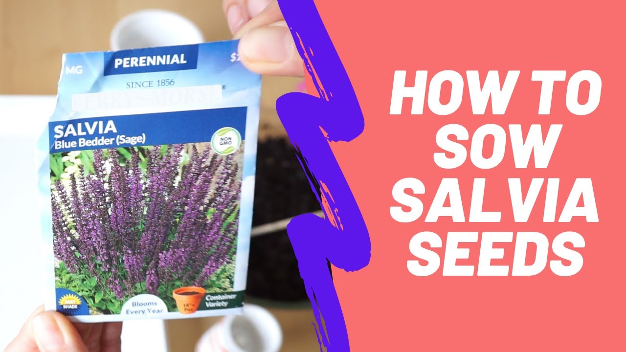 How to sow salvia seeds indoors perennial flower YouTube