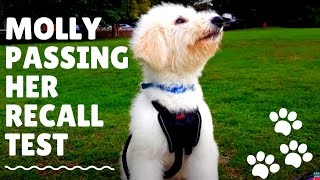 Molly Passing Her Recall Training, Queen Lili Not So Much | Komondor Dog Training